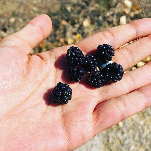 moras