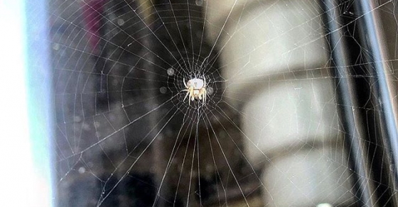 Roser Amills y su hijo Juan Felix descubren una araña en el balcon