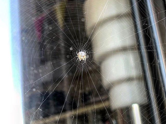 Roser Amills y su hijo Juan Félix descubren una araña en el balcón