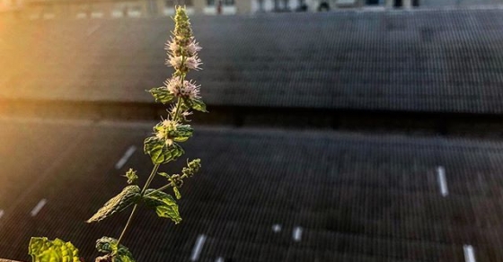 Septiembre es la primavera de los estudiantes y de la #menta de mi balcón :)) - Roser Amills, escritora mallorquina