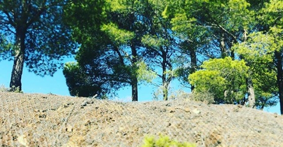 Sol - Roser Amills, escritora mallorquina