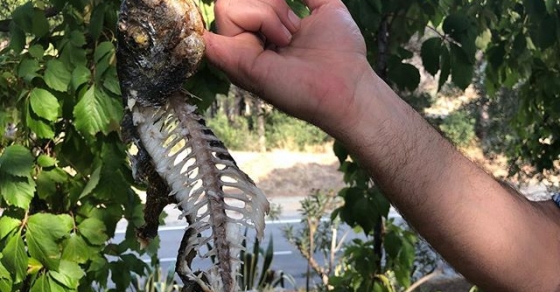 Dorada - Roser Amills, escritora mallorquina