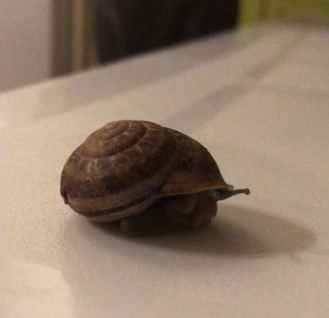 Caracol