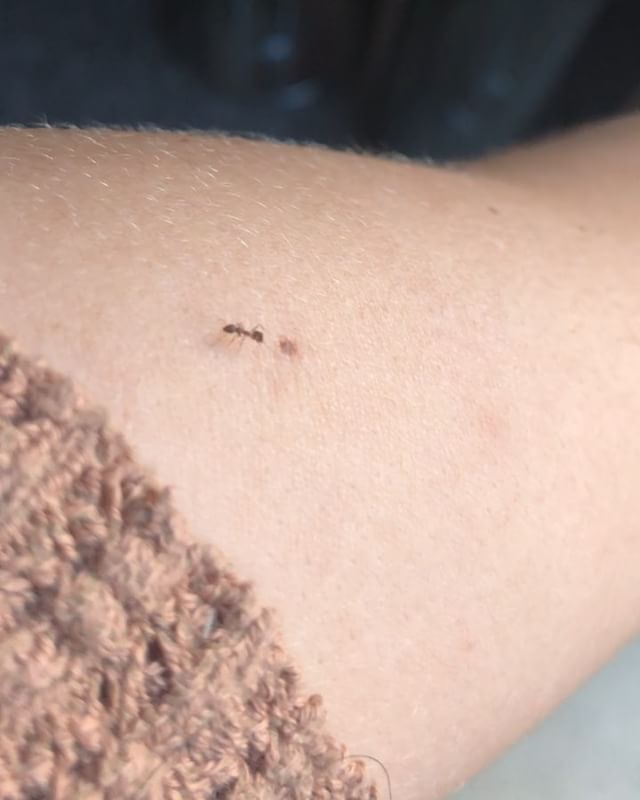 Hormiga sobre el brazo de Roser Amills