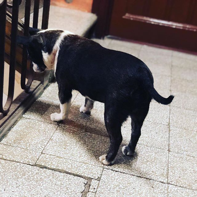 Os presento a mi vecinito ;))