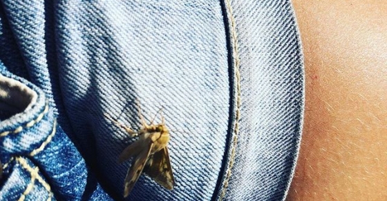 Roser Amills y el Macroglossum stellatarum como buen augurio