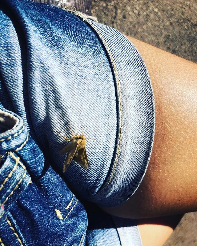 Roser Amills y el Macroglossum stellatarum como buen augurio