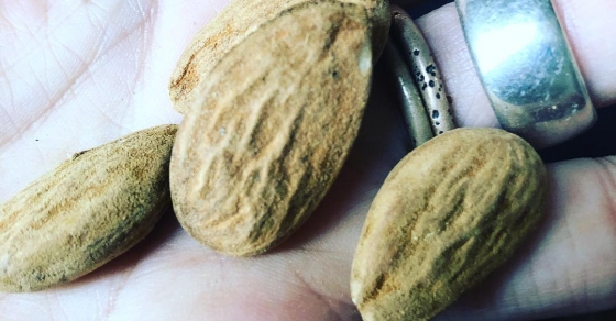 #almendras mediterráneas - Roser Amills, escritora mallorquina