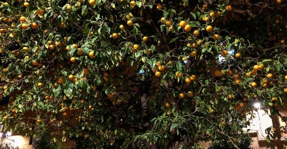 Naranjas de la China en el barri de graciaa de barcelona, naranjas amargas