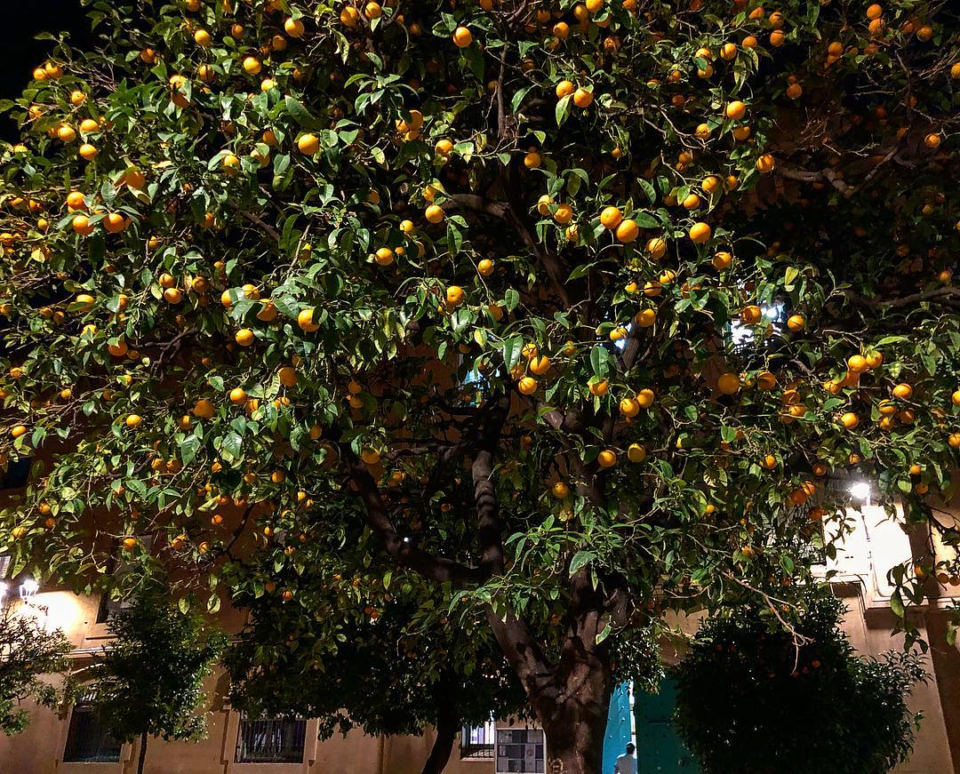 Naranjas de la China en el barri de graciaa de barcelona, naranjas amargas