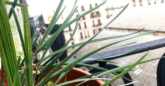 plantas en el balcon