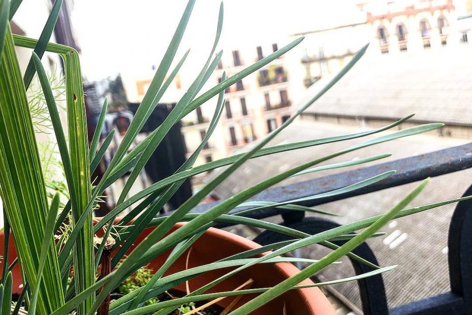 plantas en el balcon