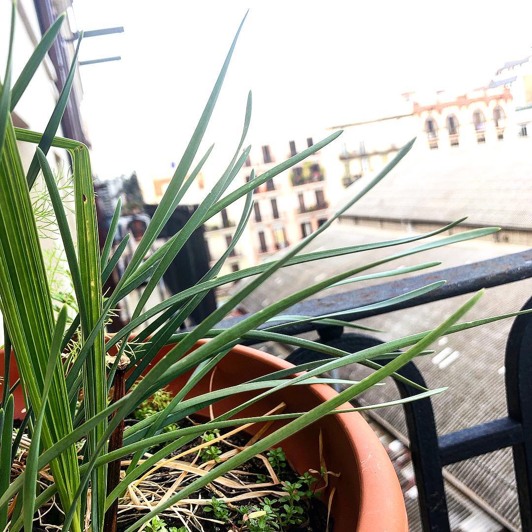 plantas en el balcon