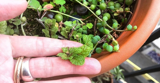 Sabiais que la menta es una #malahierba? Es como la etimologia: averigua el origen de cuanto pasa ante tus ojos y veras un mundo nuevo