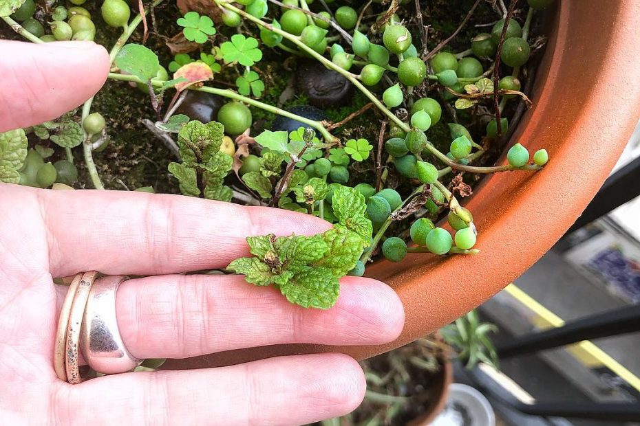 Sabiais que la menta es una #malahierba? Es como la etimologia: averigua el origen de cuanto pasa ante tus ojos y veras un mundo nuevo