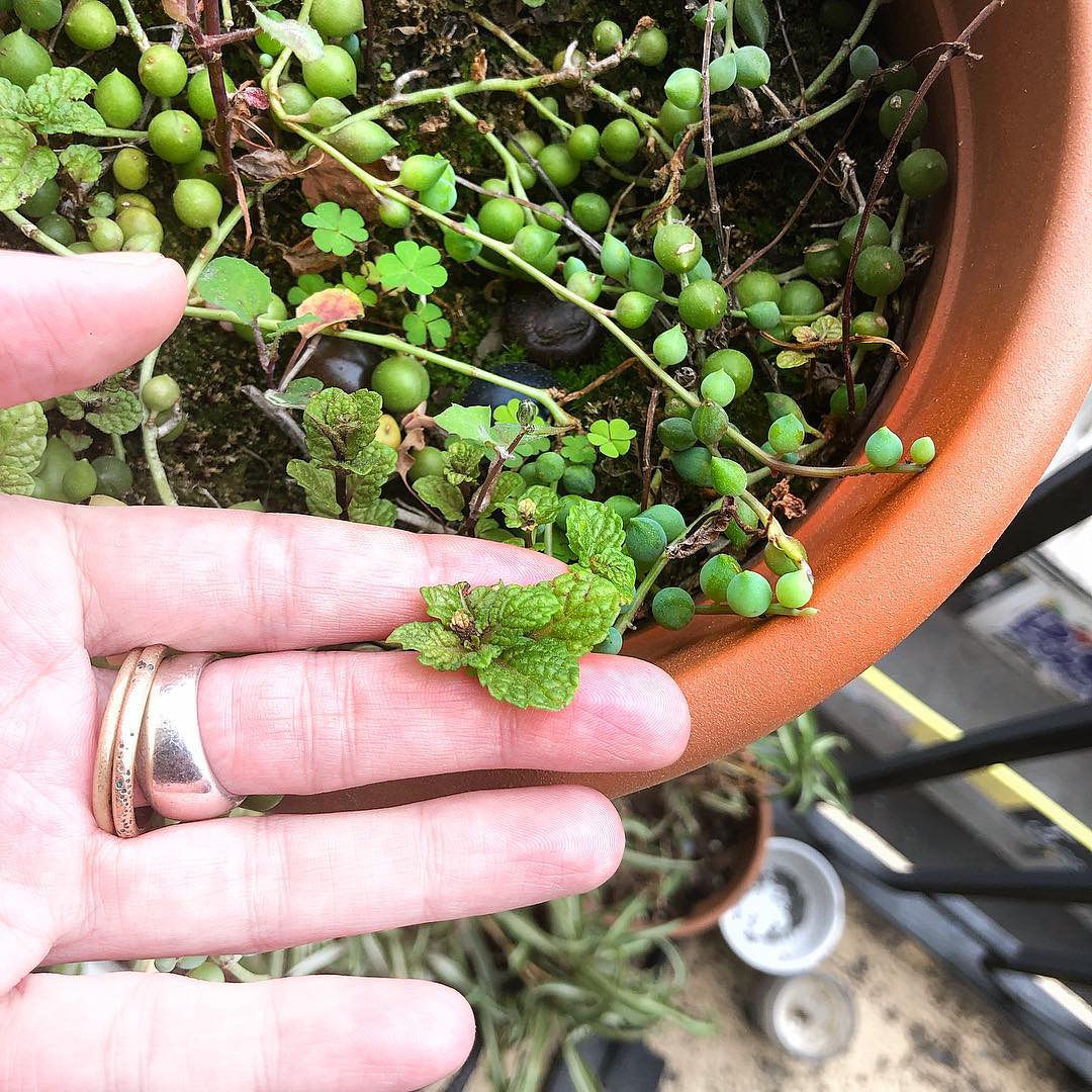 Sabíais que la menta es una #malahierba? Es como la etimología: averigua el origen de cuanto pasa ante tus ojos y verás un mundo nuevo