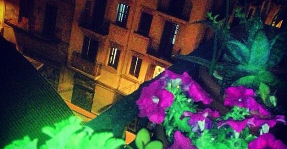 Plantas verdes y petunias moradas en un balcón de noche, con la fachada iluminada de un edificio al fondo