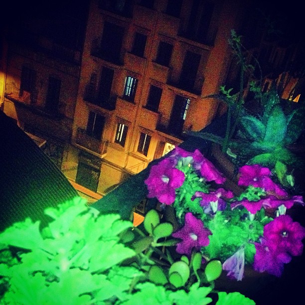 Plantas verdes y petunias moradas en un balcón de noche, con la fachada iluminada de un edificio al fondo