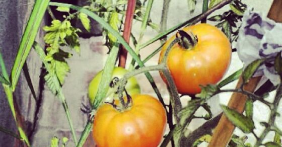 Tomates maduros en una planta del balcón