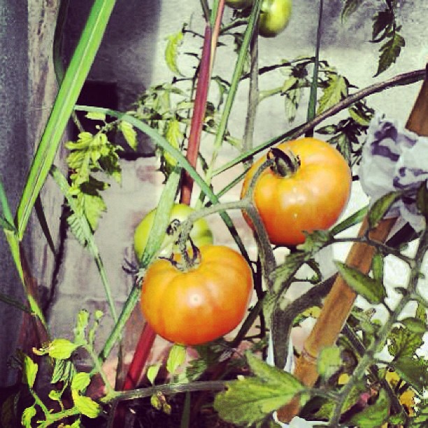 Tomates maduros en una planta del balcón