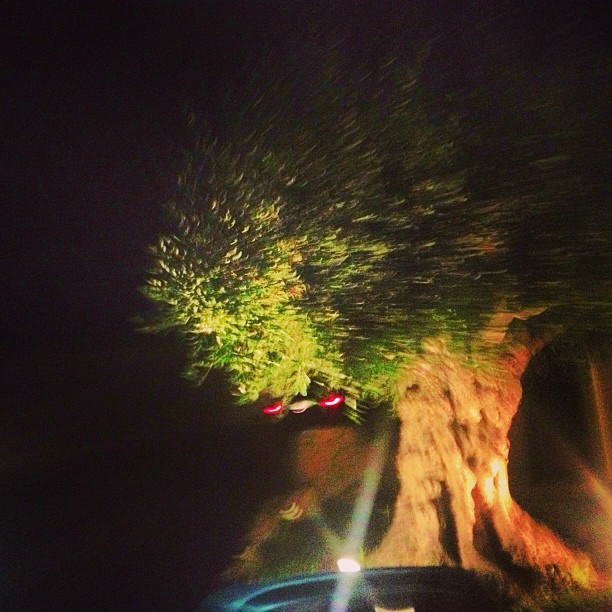 Olivo iluminado de noche en Begur