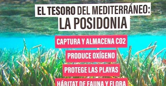 Pradera de posidonia bajo el mar con el rótulo «El tesoro del Mediterráneo: la posidonia», del vídeo de Roser Amills contra los fondeos