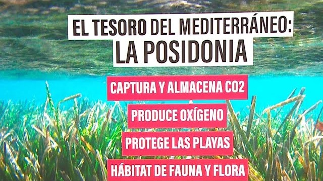 «Anclas contra la posidonia», vídeo de Roser Amills