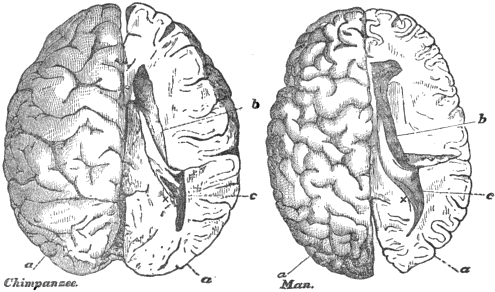 Cerebro de chimpancé y cerebro humano a la misma escala, ilustración de Thomas Henry Huxley