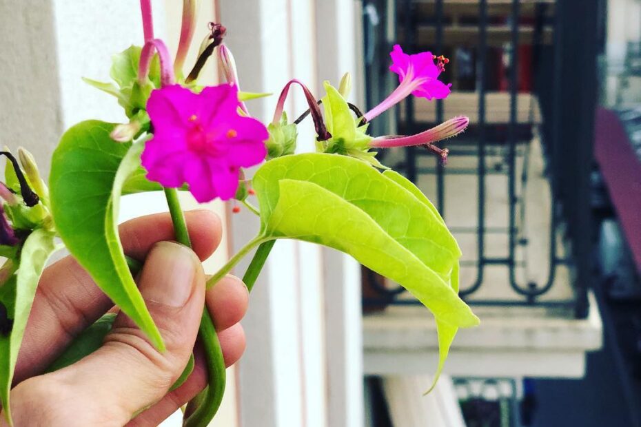Mano sujetando una flor fucsia de dondiego, con un balcón al fondo