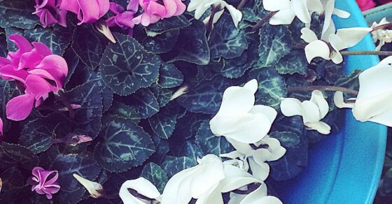 Ciclámenes de flores rosas, lilas y blancas en una maceta azul