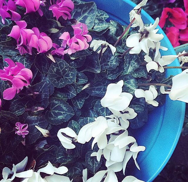 Ciclámenes de flores rosas, lilas y blancas en una maceta azul