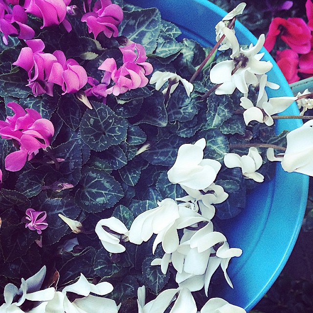 Ciclámenes de flores rosas, lilas y blancas en una maceta azul