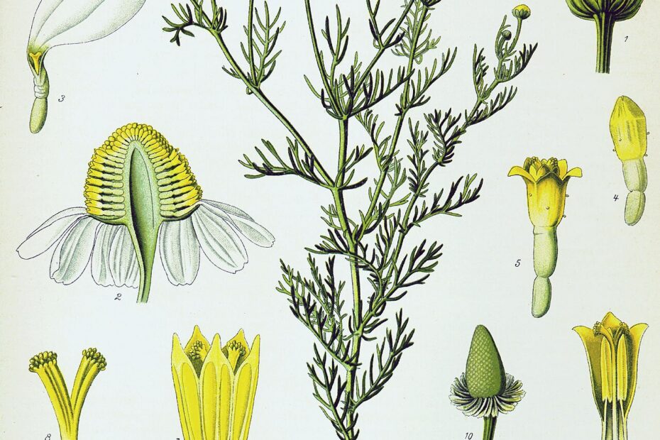 Ilustración botánica de la manzanilla, de Köhler’s Medizinal-Pflanzen