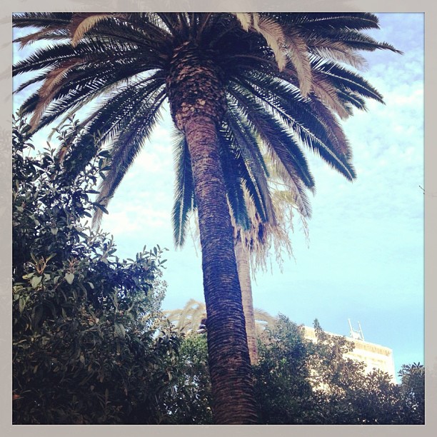 Palmera y jardín bajo un cielo azul en Barcelona, enero de 2013